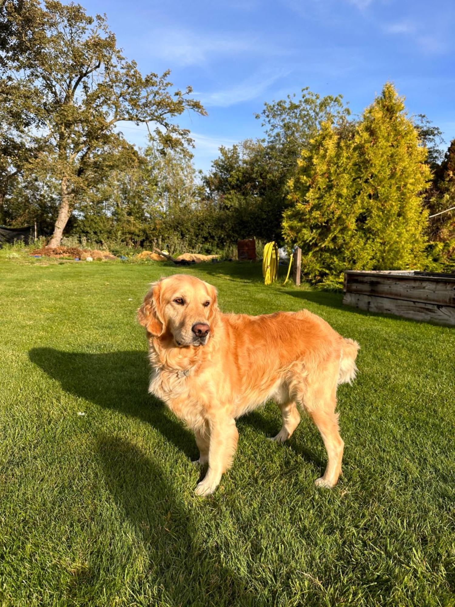 The Cottage Get Away Saffron Walden Esterno foto
